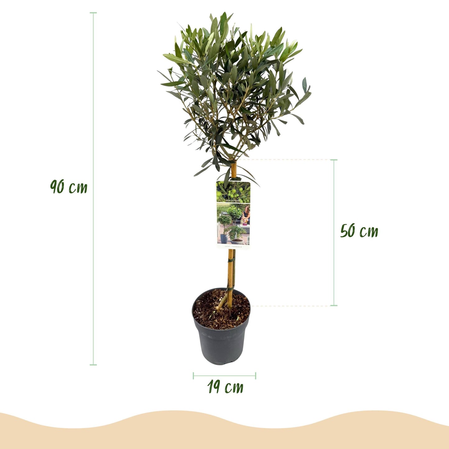 Green boutiQ - Tuinplant - Olea Europaea - Plant op stam - Terras Plant - Bladhoudend - Weinig Onderhoud - Pot 19cm Hoogte 90cm