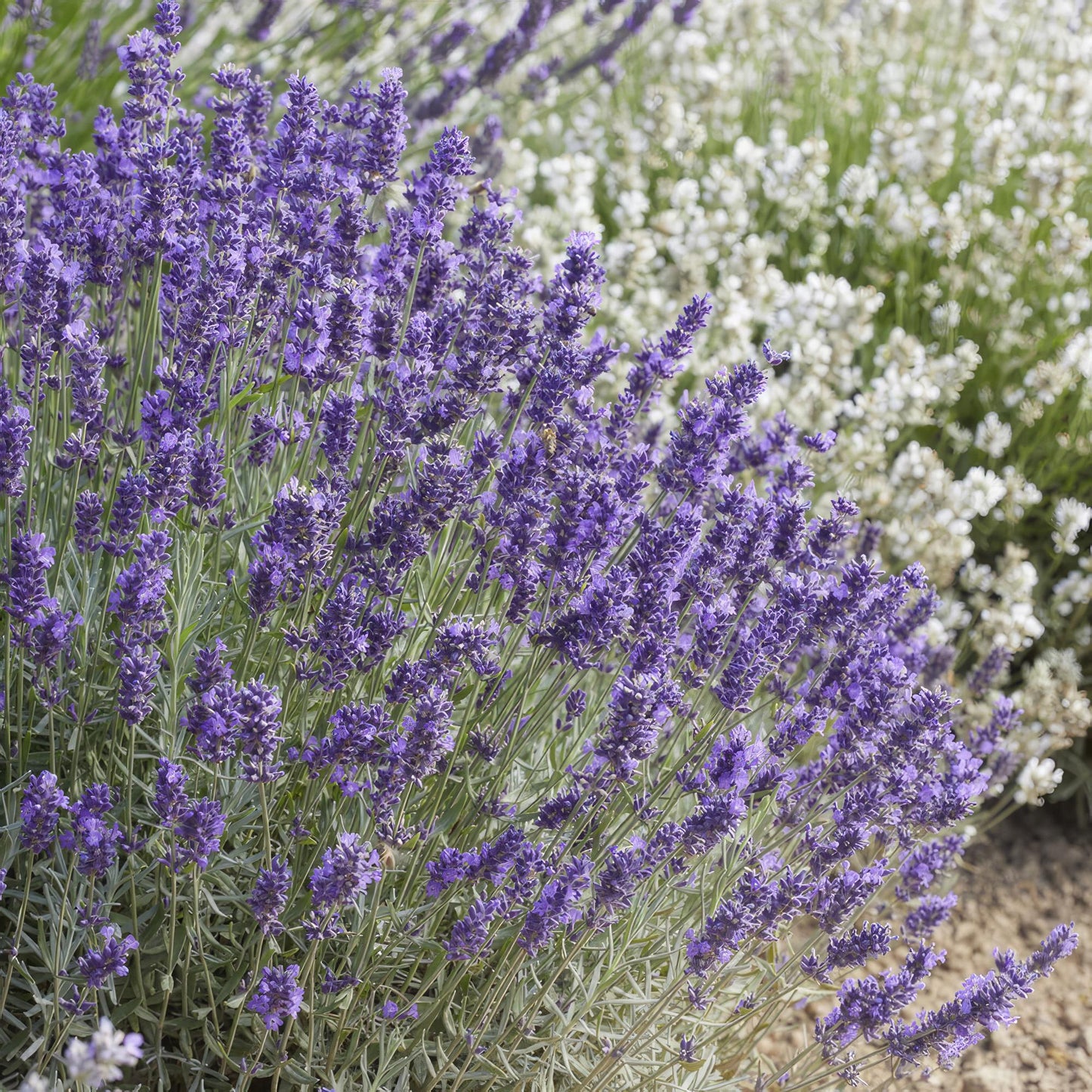 12x Lavandula 'Hidcote' - ↕10-25cm - Ø9cm