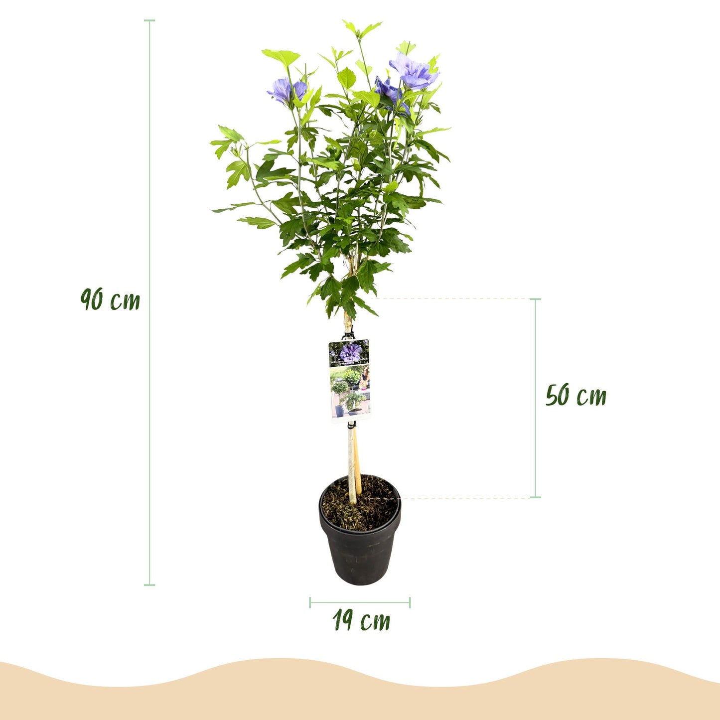 Green boutiQ - Tuinplant - Hibiscus syriacus Blue Chiffon® - Plant op stam - Terras Plant - Bladverliezend - Weinig Onderhoud - Pot 19cm Hoogte 90cm