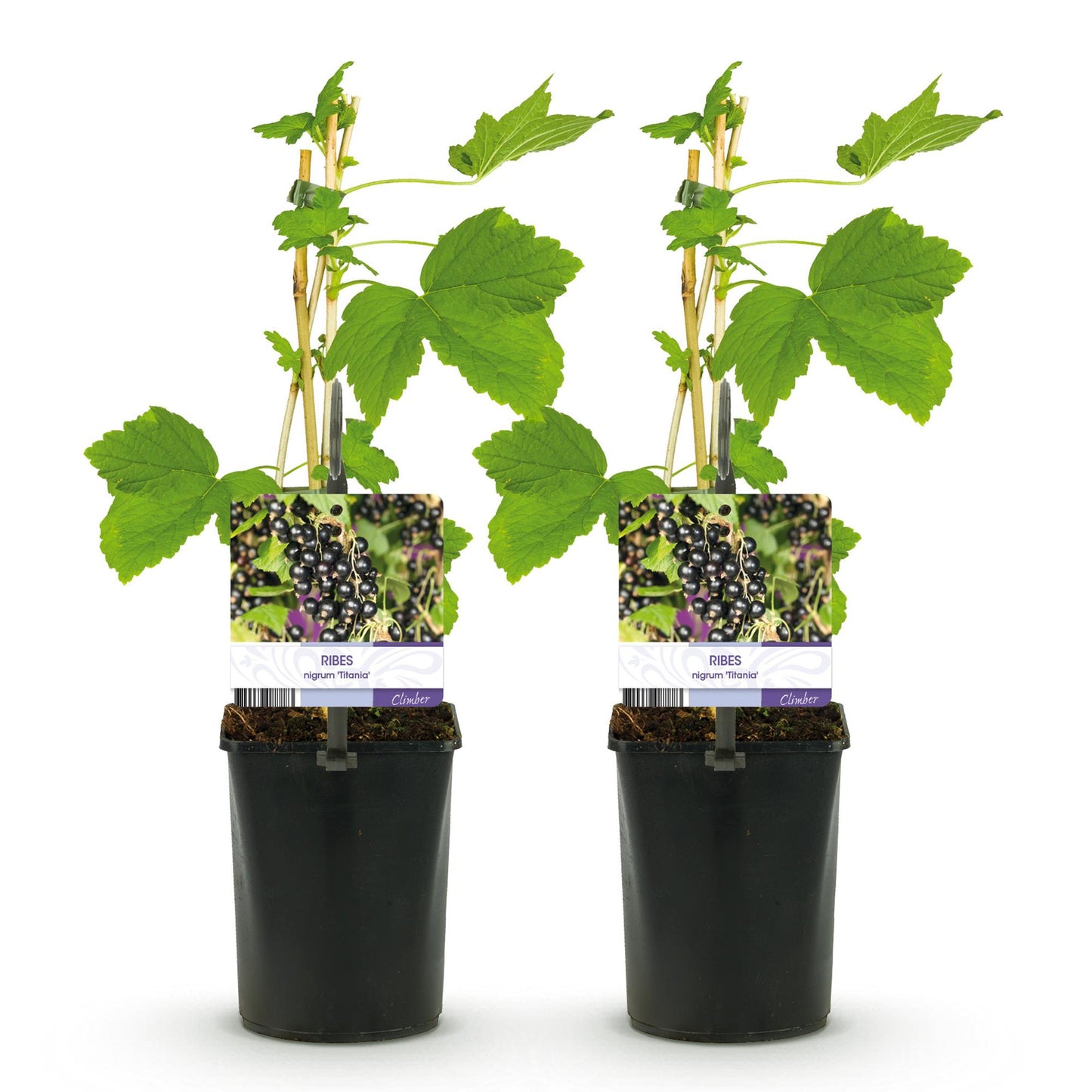 Green boutiQ - Fruitplant - Zwarte bes - Ribes nigrum Titania - Zwarte Bes - 2 planten - Pot 11cm Hoogte 40cm