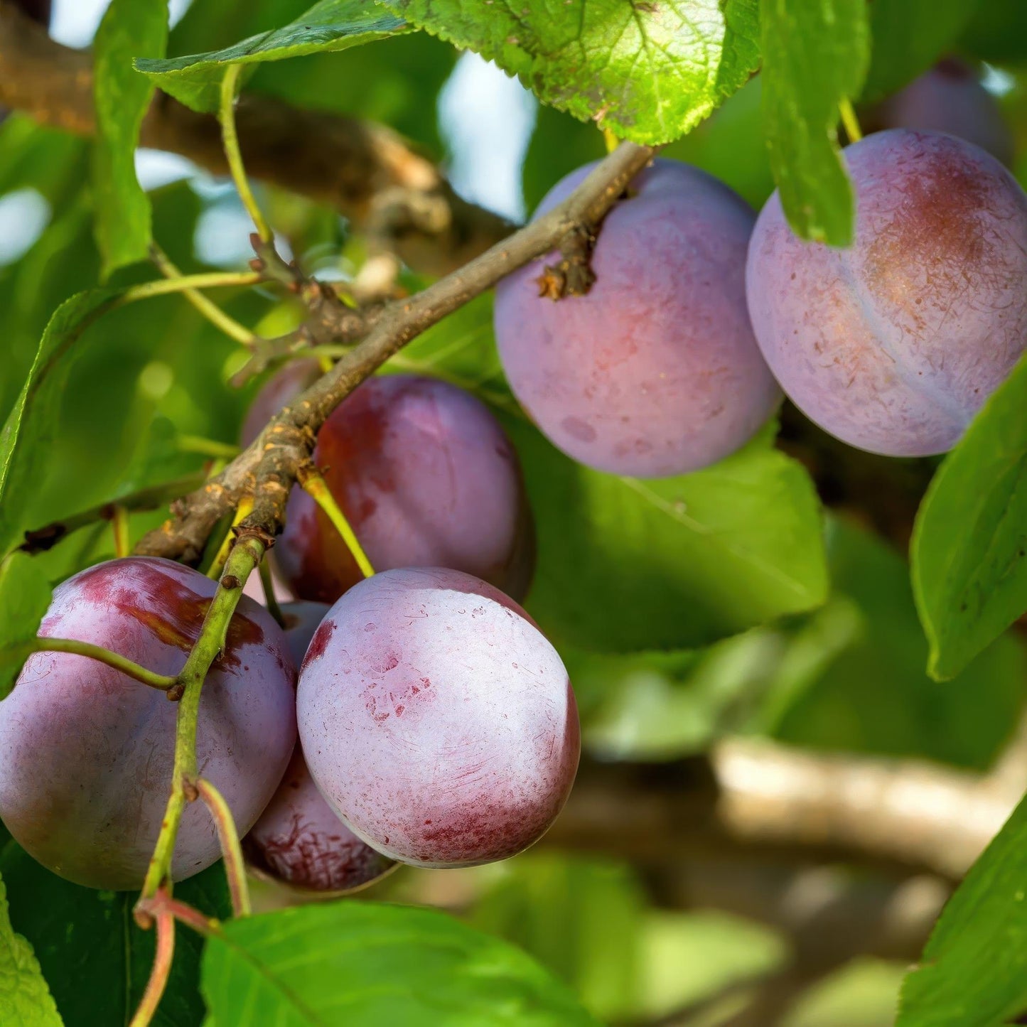 Green boutiQ - Fruitplant - Pruimen boom - Prunus domestica Opal - Geel Rode Vrucht - Pot 21cm Hoogte 90cm