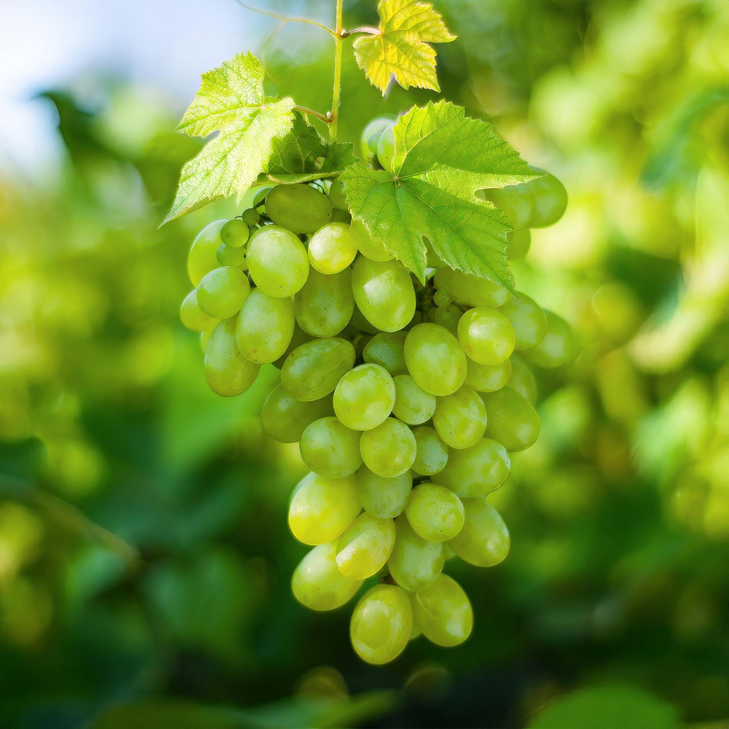 Green boutiQ - Fruitplant - Witte Druif - Vitis vinifera Himrod - Pitloos - 2 planten - Pot 15cm Hoogte 50cm