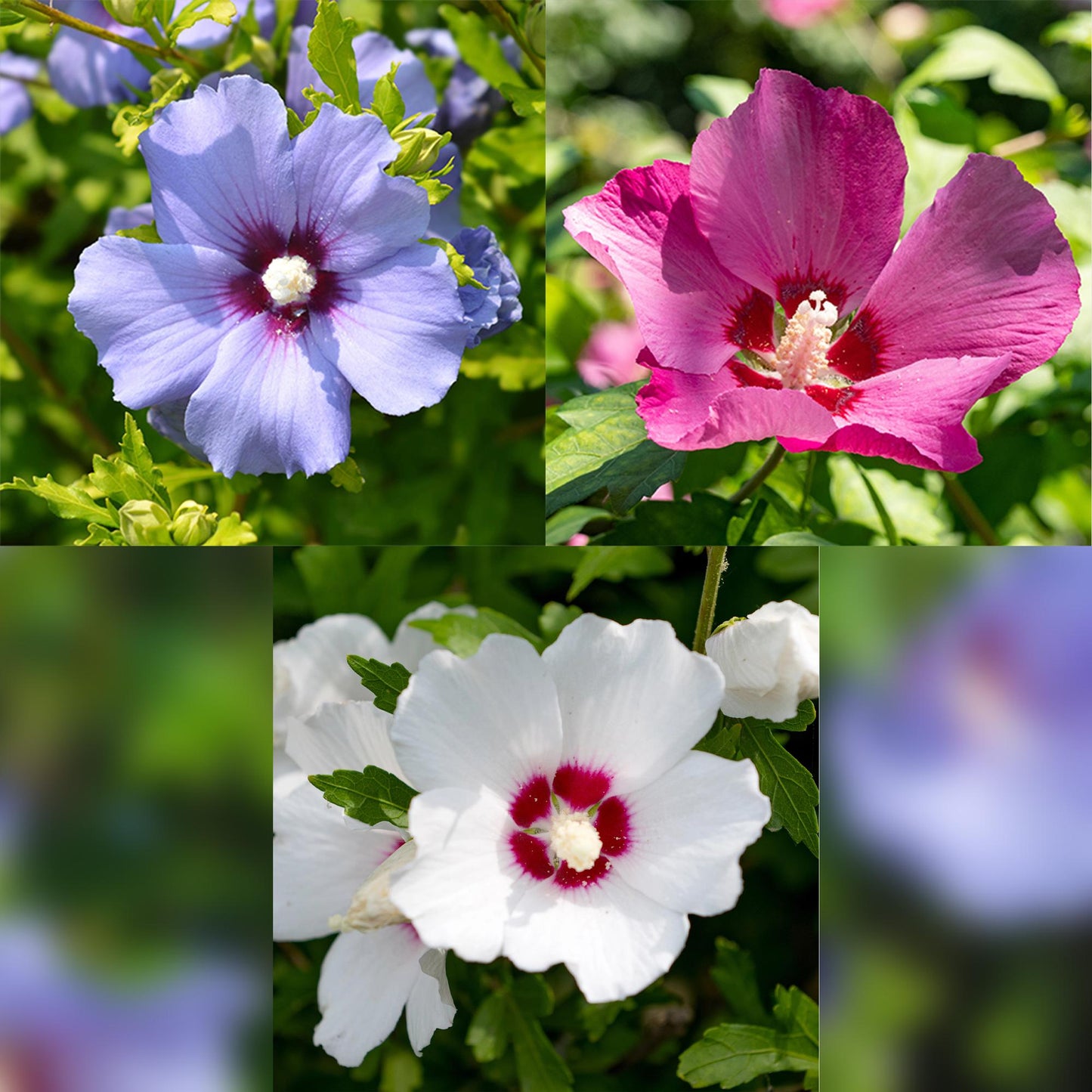 Green boutiQ - Heesters - Hibiscus syriacus Tricolour - Bloem Roze, Wit en Blauw - 3 Planten - Bladverliezend - Weinig Onderhoud - Pot 17cm Hoogte 45cm