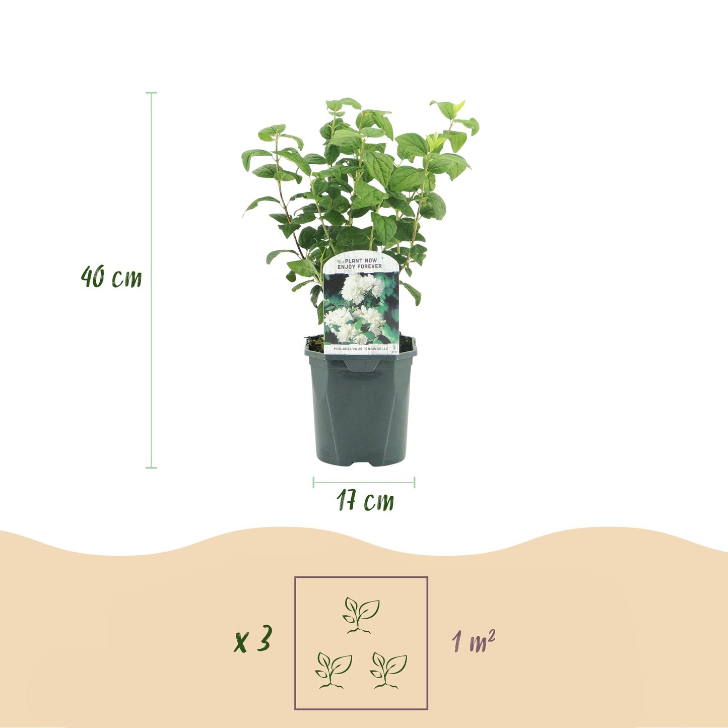 Green boutiQ - Boerenjasmijn - Philadelphus Snowbelle - Bloem Wit - 1 Plant - Bladverliezend - Weinig Onderhoud - Pot 17cm Hoogte 45cm