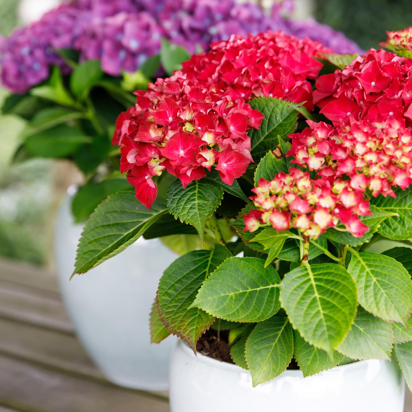 Green boutiQ - Terrasplant - Hortensia - Hydrangea Forever & Ever - Rood - 7-12 Bloemen - 2 Planten - Pot 23cm Hoogte 55cm