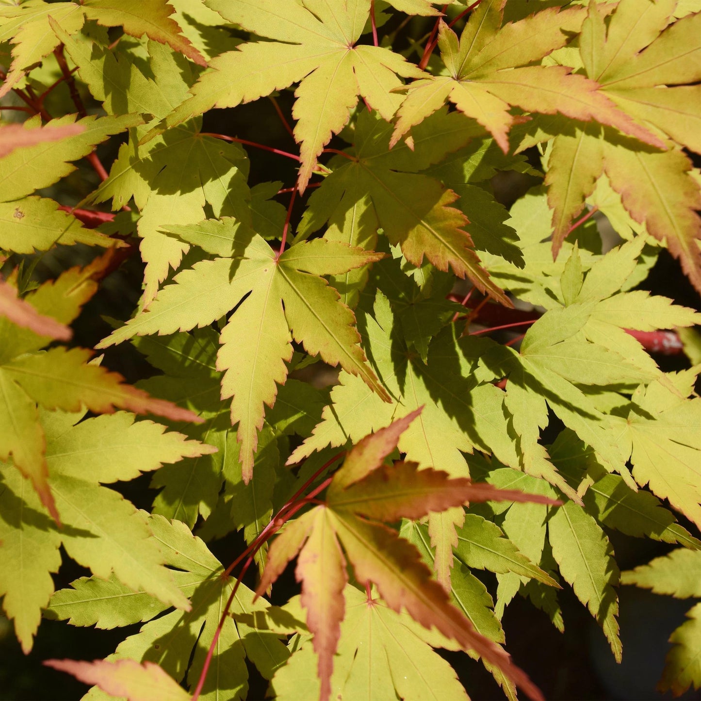 Green boutiQ - Terrasplant - Japanse Esdoorn - Acer palmatum Summergold - Geel - 1 Plant - Bladverliezend - Pot 19cm Hoogte 70cm