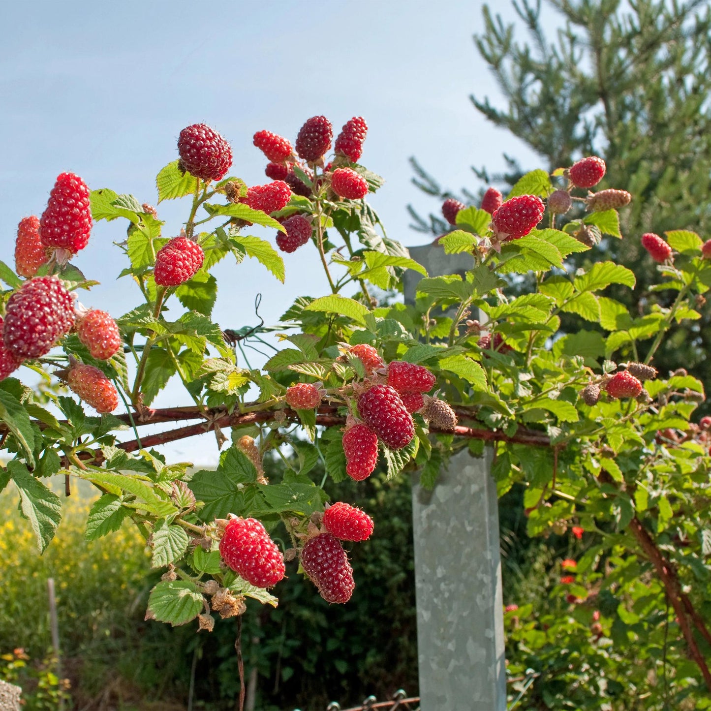 Green boutiQ - Fruitplant - Taybes - Rubus Tayberry - Rode Vrucht - 2 planten - Pot 11cm Hoogte 40cm