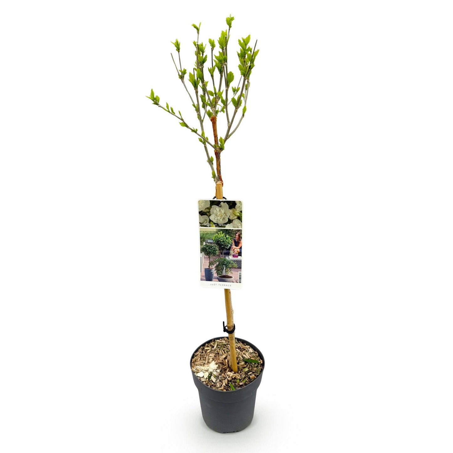 Green boutiQ - Tuinplant - Hibiscus syriacus White Chiffon® - Plant op stam - Terras Plant - Bladverliezend - Weinig Onderhoud - Pot 19cm Hoogte 90cm