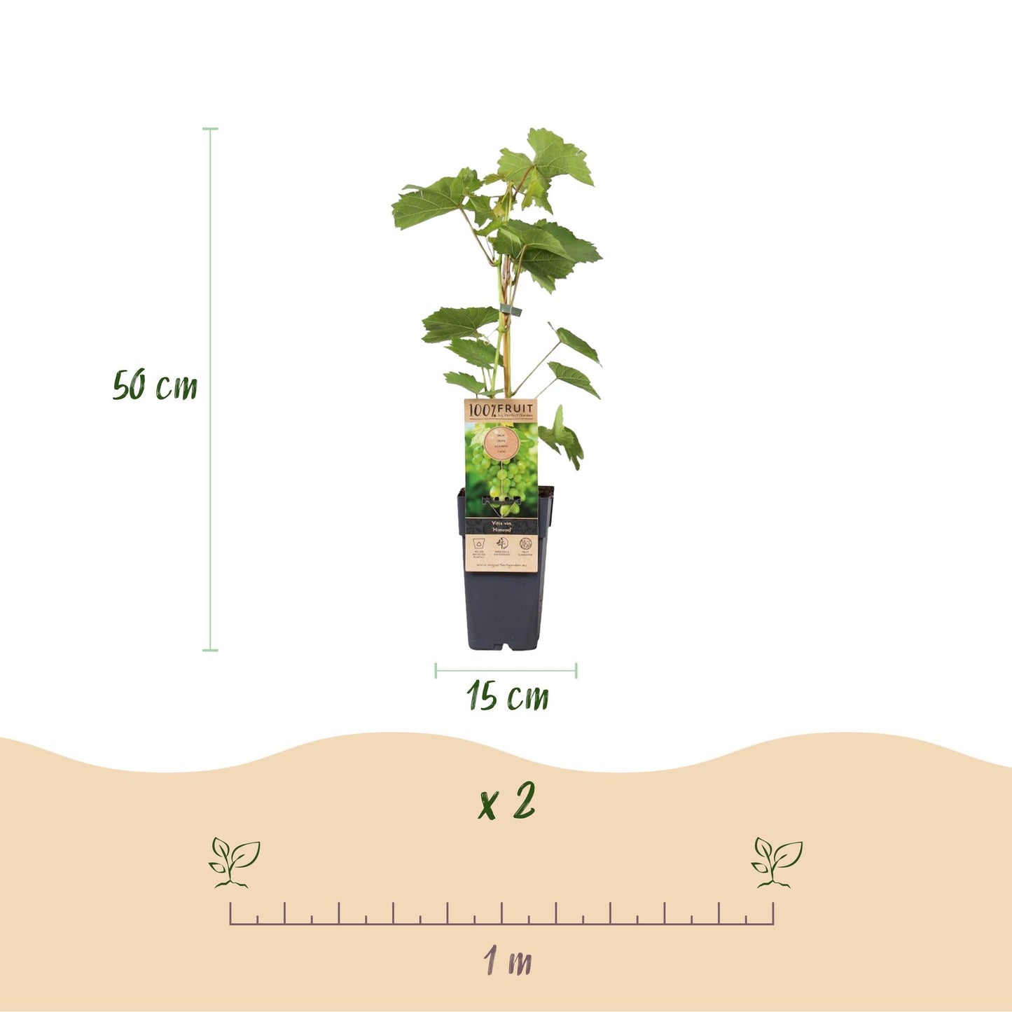 Green boutiQ - Fruitplant - Witte Druif - Vitis vinifera Himrod - Pitloos - 2 planten - Pot 15cm Hoogte 50cm