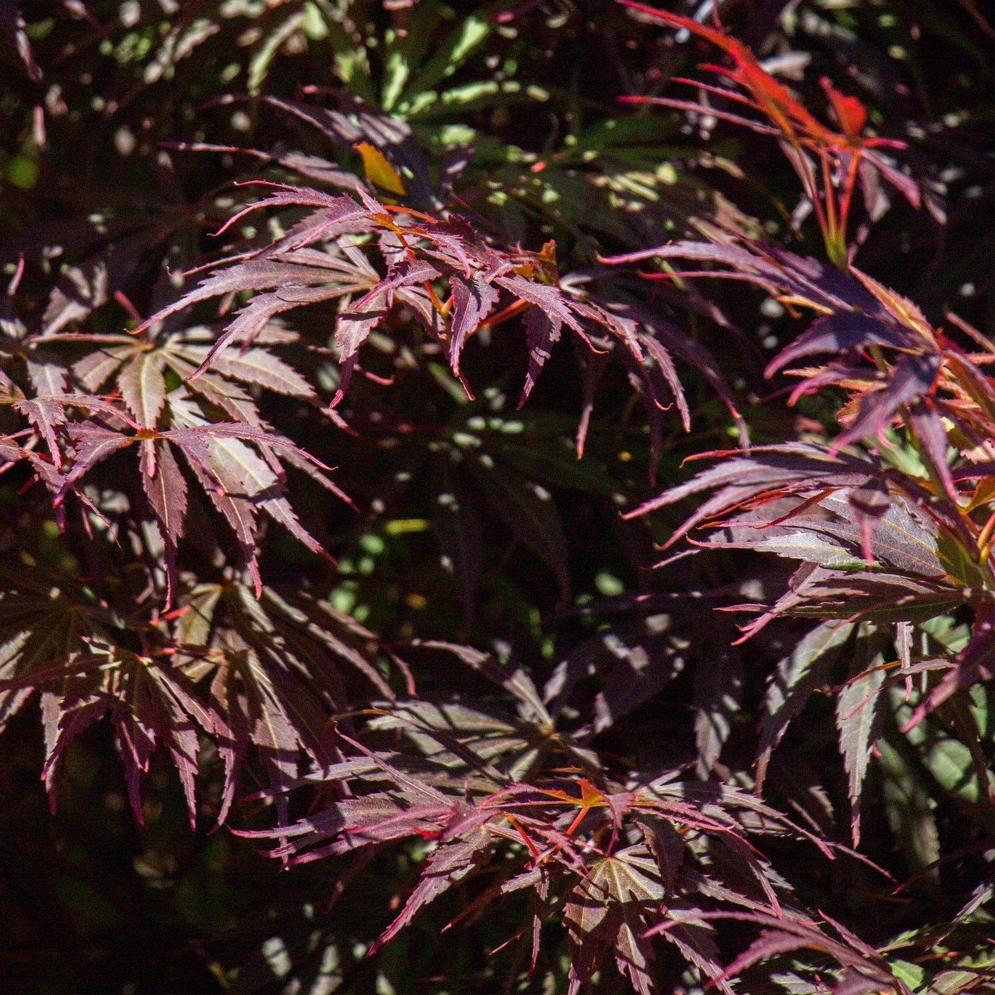 Green boutiQ - Terrasplant - Japanse Esdoorn - Acer palmatum Trompenburg -Donker Paars - 1 Plant - Bladverliezend - Pot 19cm Hoogte 70cm