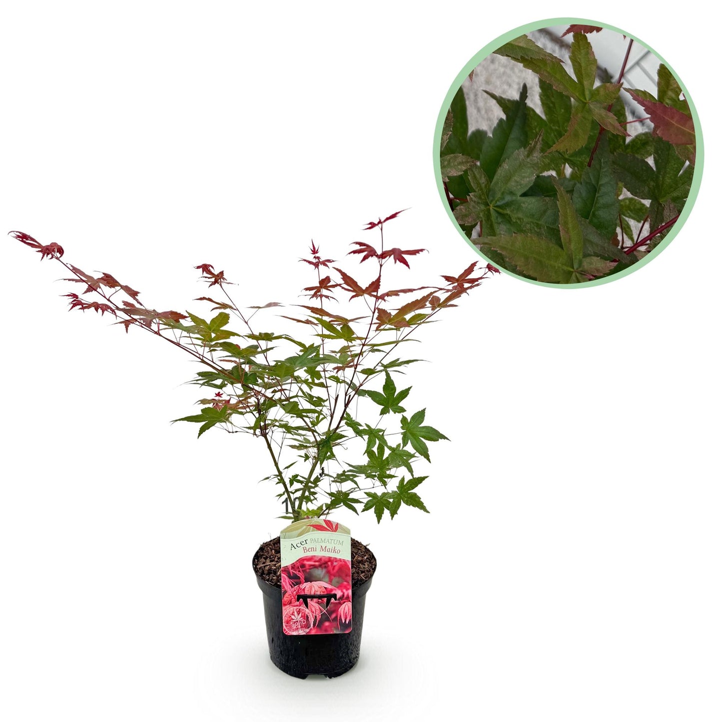 Green boutiQ - Terrasplant - Japanse Esdoorn - Acer palmatum Beni Maiko - Rood - 1 Plant - Bladverliezend - Pot 19cm Hoogte 70cm