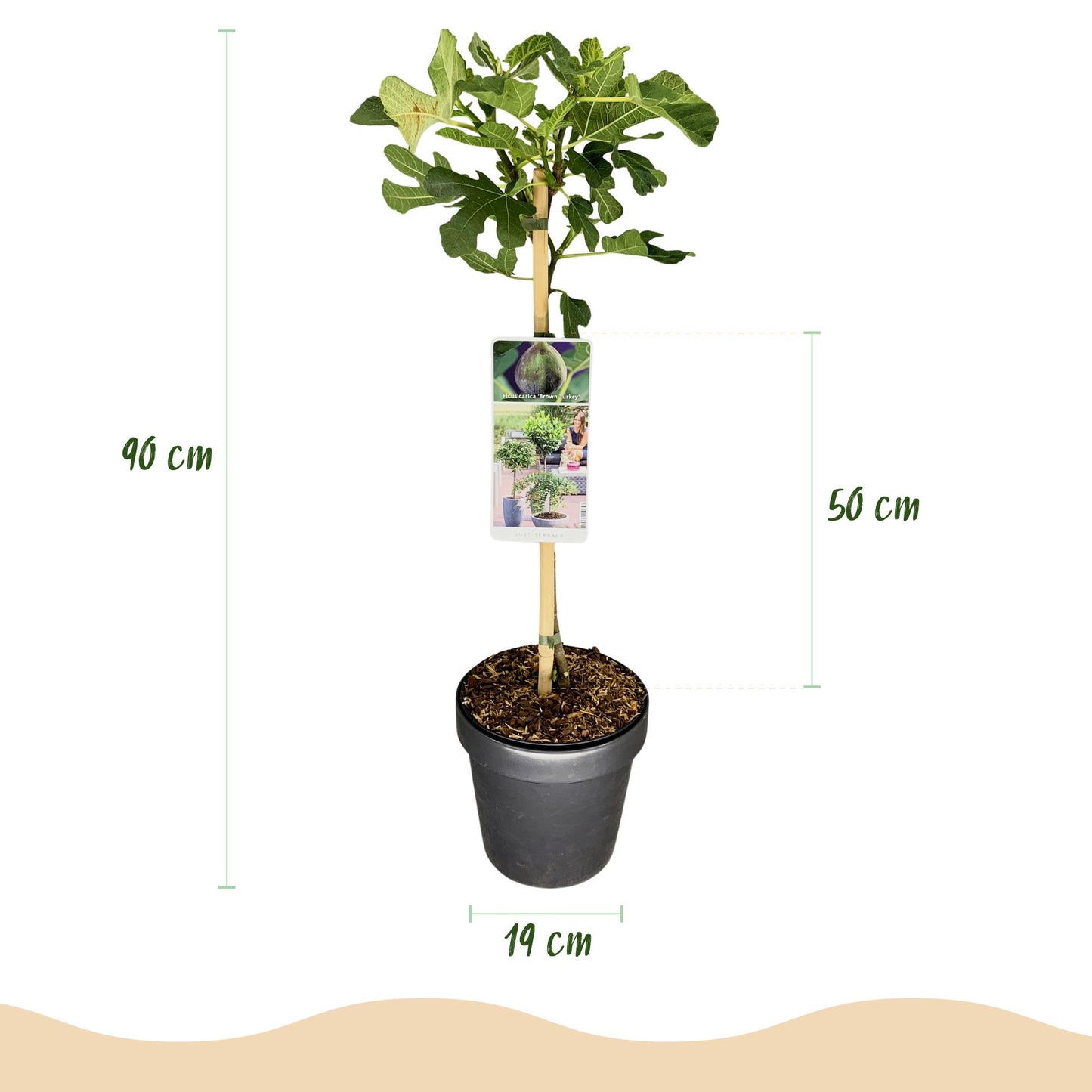 Green boutiQ - Tuinplant - Ficus carica Brown Turkey - Plant op stam - Terras Plant - Bladverliezend - Weinig Onderhoud - Pot 19cm Hoogte 90cm