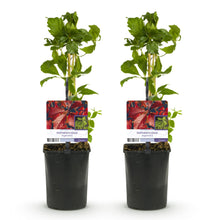 Green boutiQ - Wilde Wingerd - Parthenocissus Engelmannii - Blad Groen later Rood - Weinig onderhoud - 2 planten - Pot 11cm Hoogte 40cm