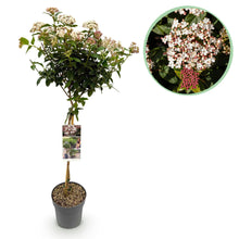 Green boutiQ - Tuinplant - Viburnum tinus - Plant op stam - Terras Plant - Bladhoudend - Weinig Onderhoud - Pot 19cm Hoogte 90cm