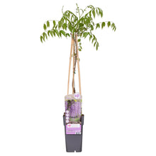Wisteria floribunda 'Naga Noda' - Ljubičasta kiša - Ø15cm - ↕65cm