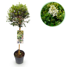 Green boutiQ - Tuinplant - Ligustrum delavayanum - Plant op stam - Terras Plant - Bladhoudend - Weinig Onderhoud - Pot 19cm Hoogte 90cm