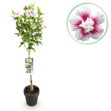 Green boutiQ - Tuinplant - Hibiscus syriacus Starburst Chiffon® - Plant op stam - Terras Plant - Bladverliezend - Weinig Onderhoud - Pot 19cm Hoogte 90cm