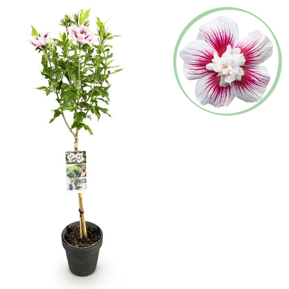 Green boutiQ - Tuinplant - Hibiscus syriacus Starburst Chiffon® - Plant op stam - Terras Plant - Bladverliezend - Weinig Onderhoud - Pot 19cm Hoogte 90cm