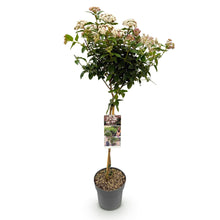 Green boutiQ - Tuinplant - Viburnum tinus - Plant op stam - Terras Plant - Bladhoudend - Weinig Onderhoud - Pot 19cm Hoogte 90cm