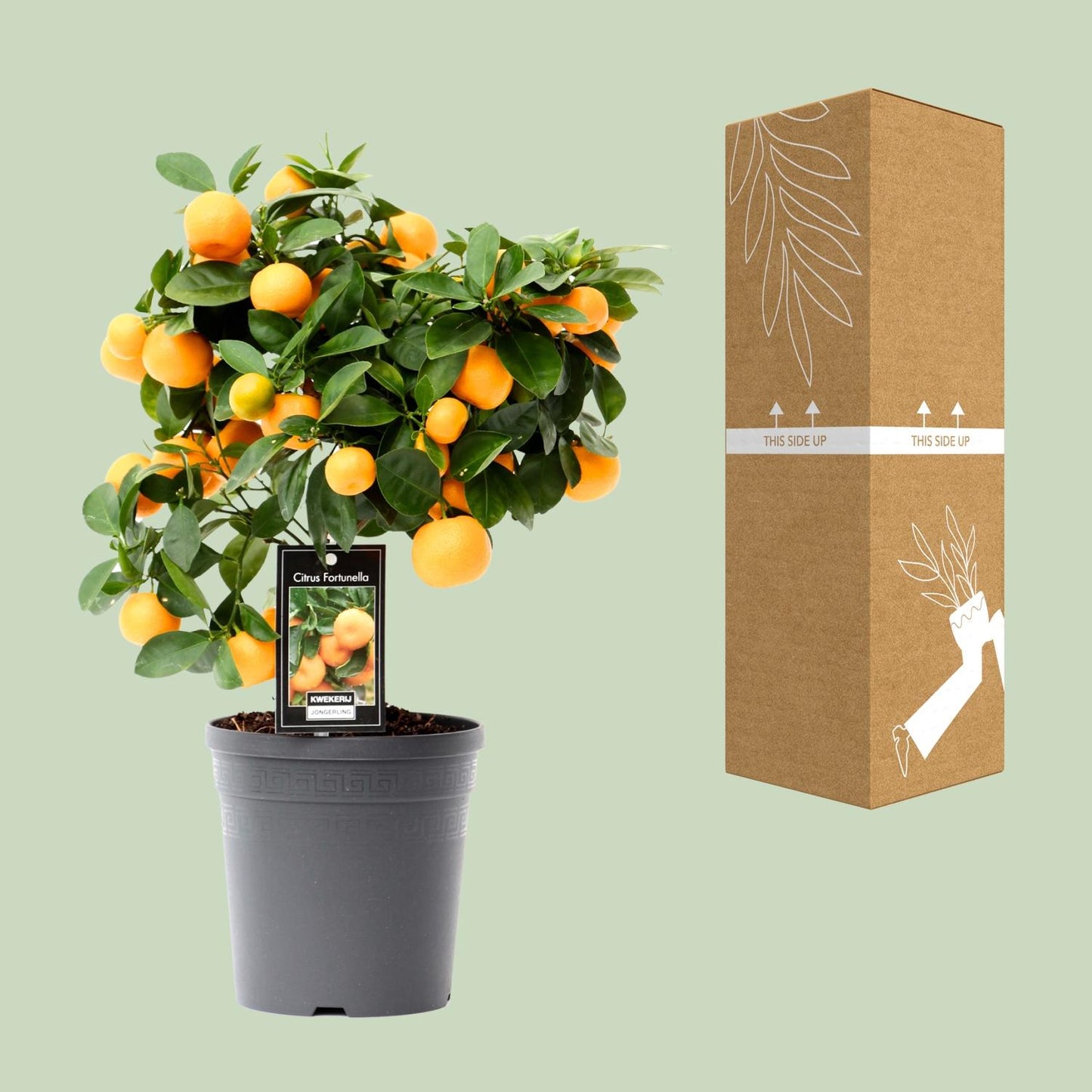 Kalamondin od citrusa - Ø15cm - ↕40cm