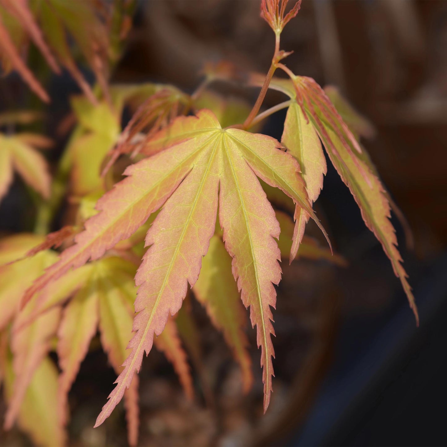 Green boutiQ - Terrasplant - Japanse Esdoorn - Acer palmatum Katsura - Oranje - 1 Plant - Bladverliezend - Pot 19cm Hoogte 70cm