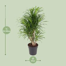 Dracaena Anita - Ø24cm - ↕100cm