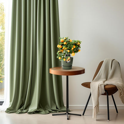 Kalamondin od citrusa - Ø15cm - ↕40cm