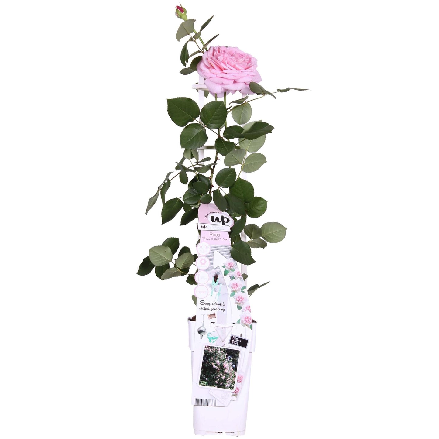 Rosa Crazy in love 'Pink' - Ružičasta ruža - Ø15cm - ↕65cm
