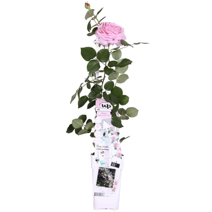 Rosa Crazy in love 'Pink' - Ružičasta ruža - Ø15cm - ↕65cm