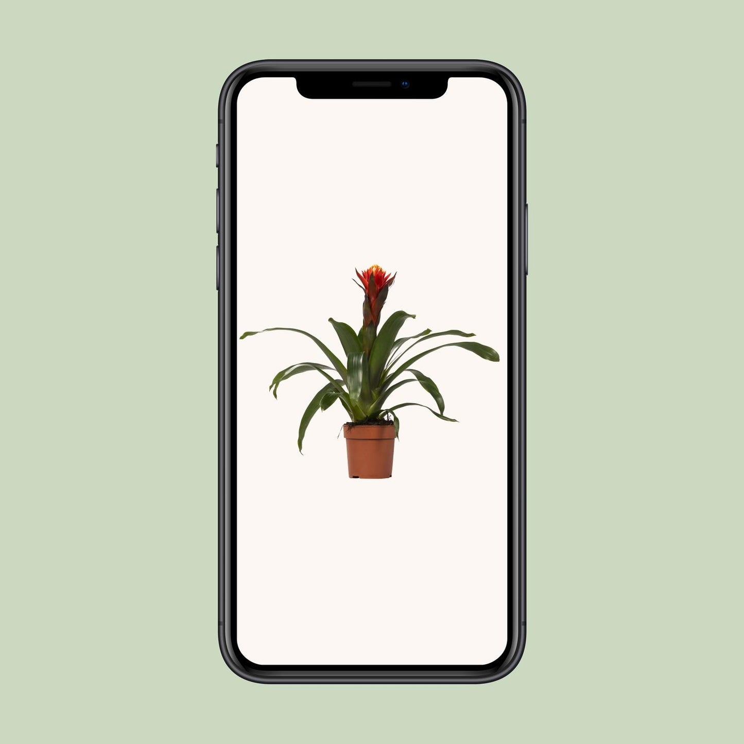 Guzmania Sreća - Ø12 ↕45