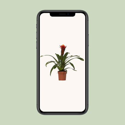 Guzmania Sreća - Ø12 ↕45