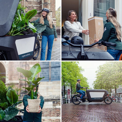 Cyperus Alternifolius - Mačja trava - Ø12cm - ↕20cm