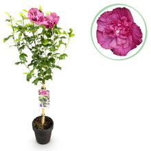 Green boutiQ - Tuinplant - Hibiscus syriacus Magenta Chiffon® - Plant op stam - Terras Plant - Bladverliezend - Weinig Onderhoud - Pot 19cm Hoogte 90cm