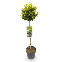 Green boutiQ - Tuinplant - Euonymus fortunei Emerald n Gold - Plant op stam - Terras Plant - Bladhoudend - Weinig Onderhoud - Pot 19cm Hoogte 90cm