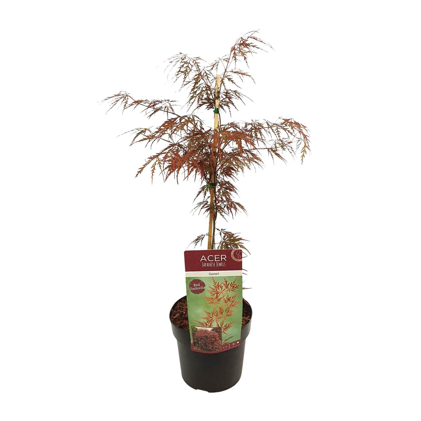 Acer palma. 'Garnet' - Ø19cm - ↕40cm