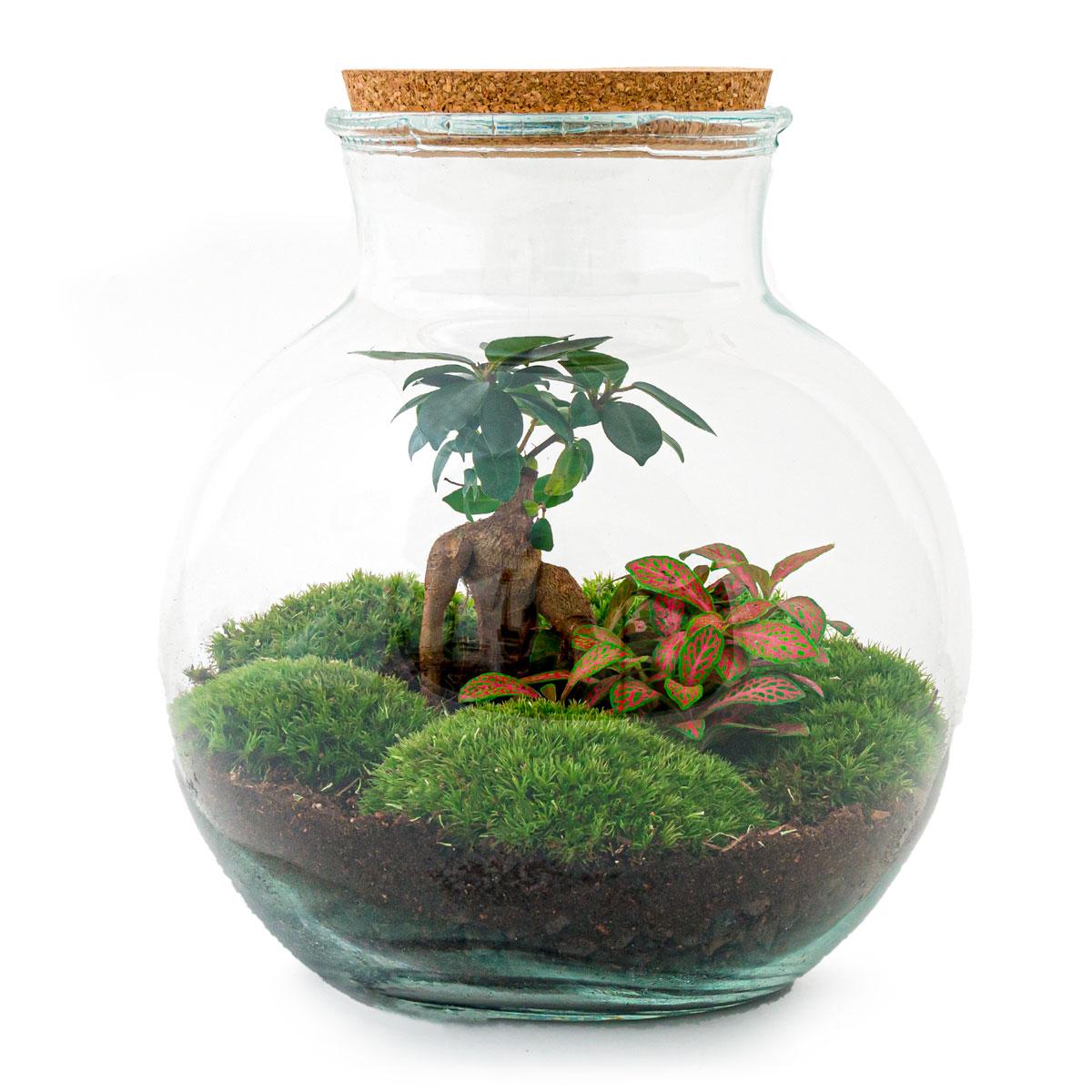 DIY Planten terrarium (met licht) - Teddy Bonsai - Ø 25 cm ↑ 26,5 cm - Rake + Shovel