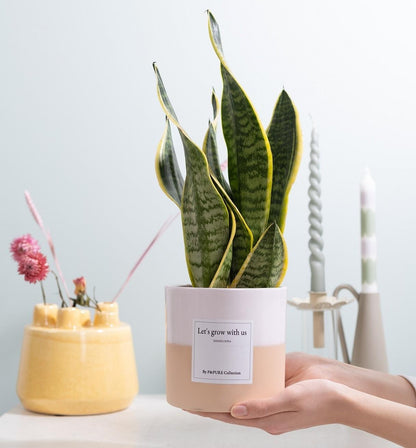 Poklon sansevieria "Rastimo s nama" S ČESTITKOM! - Ø12cm - ↕30cm