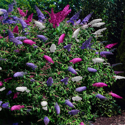 Green boutiQ - Vlinderstruik - Buddleja davidii Tricolour - Bloem Roze , Wit en Paars - 3 Planten - 1m2 - Bladverliezend - Vlinderlokkend -  Pot 17cm Hoogte 30cm