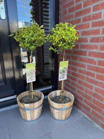 Green boutiQ - Tuinplant - Euonymus fortunei Emerald n Gold - Plant op stam - Terras Plant - Bladhoudend - Weinig Onderhoud - Pot 19cm Hoogte 90cm