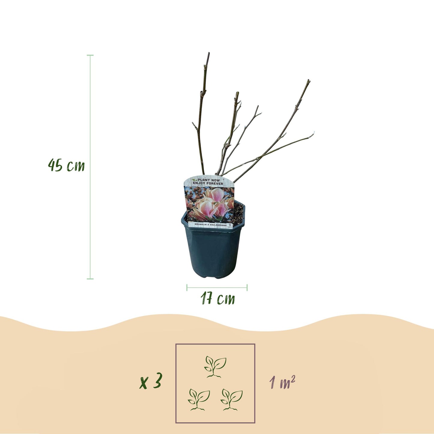 Green boutiQ - Heesters -  Magnolia Soulangiana  - Bloemen Licht Roze - 1 Plant - Bladverliezend - Weinig Onderhoud - Pot 17cm Hoogte 45cm