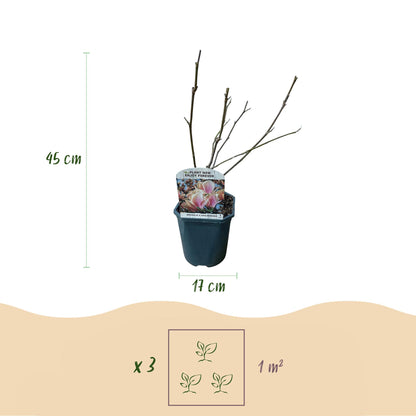 Green boutiQ - Heesters -  Magnolia Soulangiana  - Bloemen Licht Roze - 1 Plant - Bladverliezend - Weinig Onderhoud - Pot 17cm Hoogte 45cm