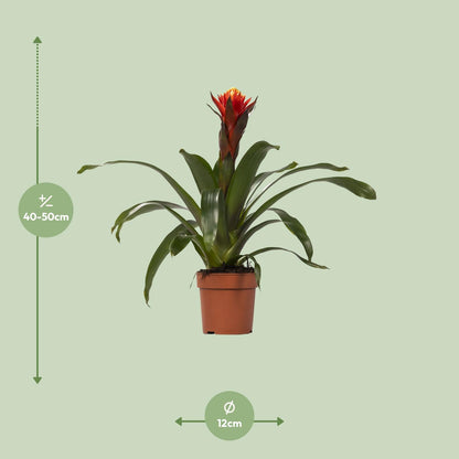 Guzmania Sreća - Ø12 ↕45