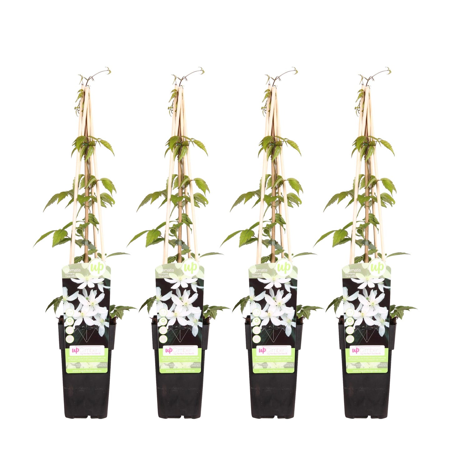 4x - Clematis Montana 'Grandiflora' - ↨65cm - Ø15