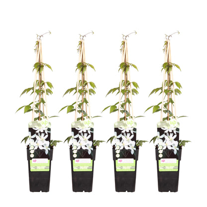 4x - Clematis Montana 'Grandiflora' - ↨65cm - Ø15