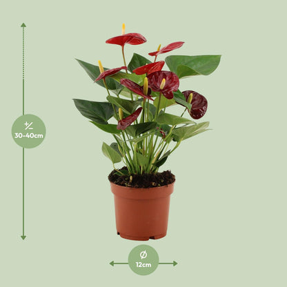 Anthurium Calon u prozirnom omotu - Ø12cm - ↕36cm