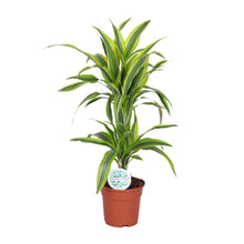Dracaena limun-limeta - Ø17cm - ↕65cm