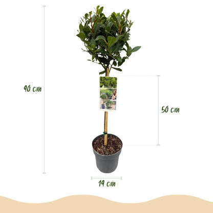 Green boutiQ - Tuinplant - Laurus nobilis - Plant op stam - Terras Plant - Bladhoudend - Weinig Onderhoud - Pot 19cm Hoogte 90cm