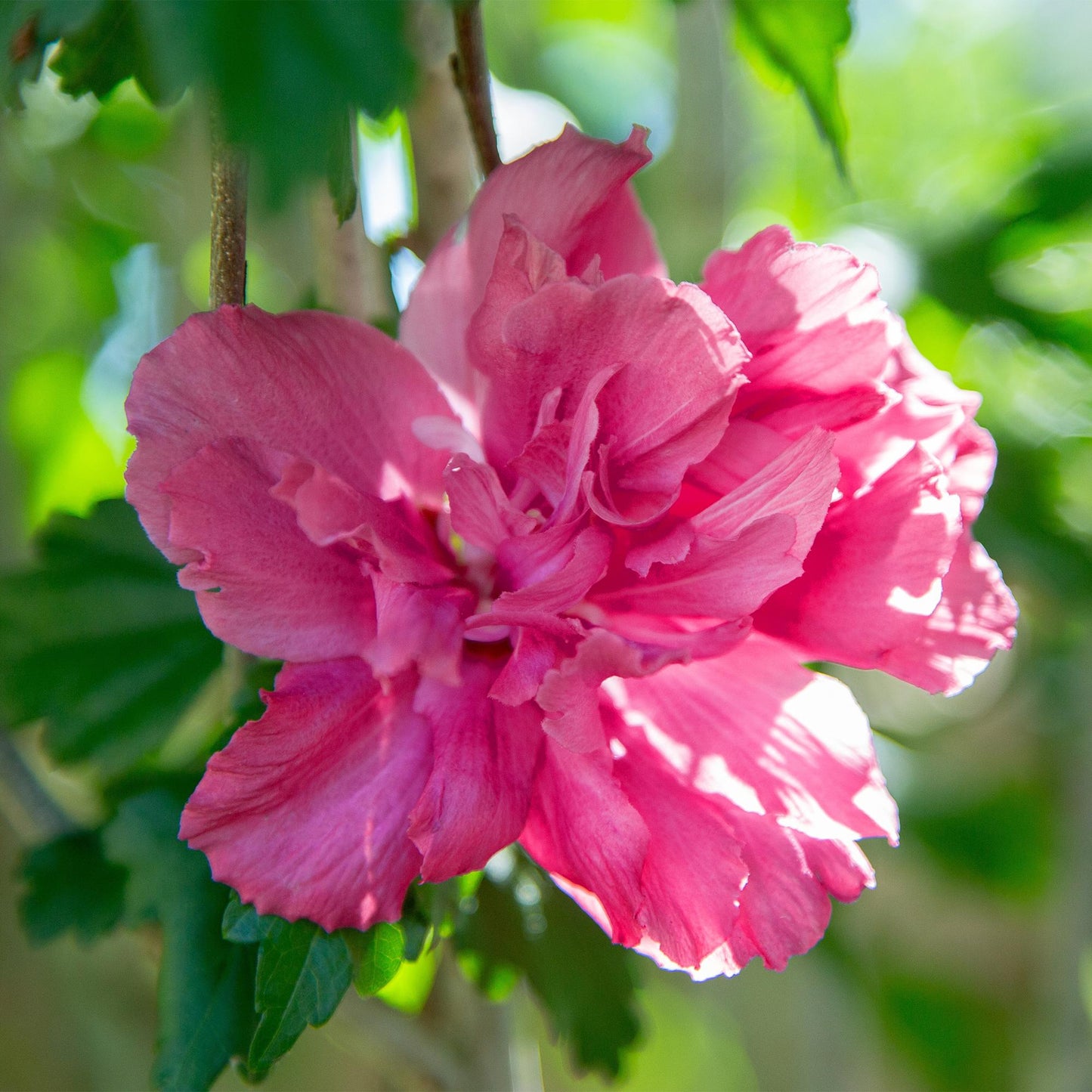 Green boutiQ - Tuinplant - Hibiscus syriacus Magenta Chiffon® - Plant op stam - Terras Plant - Bladverliezend - Weinig Onderhoud - Pot 19cm Hoogte 90cm