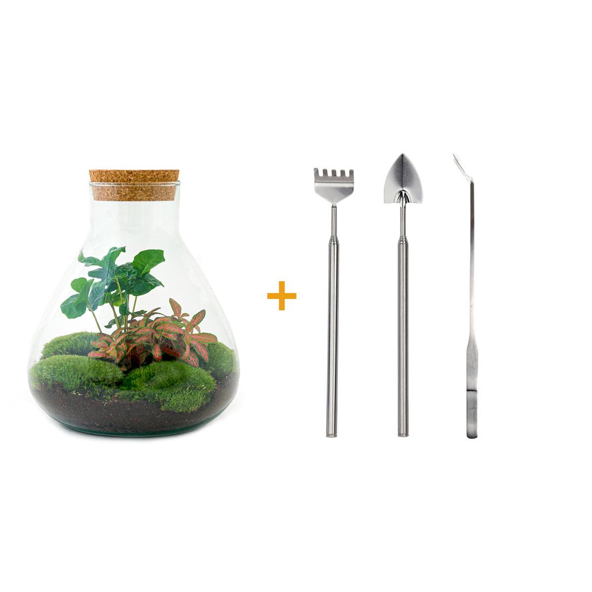 DIY terrarium - Sammie Coffea Red - Ø 22,5 cm ↑ 27 cm - Rake + Shovel + Tweezer