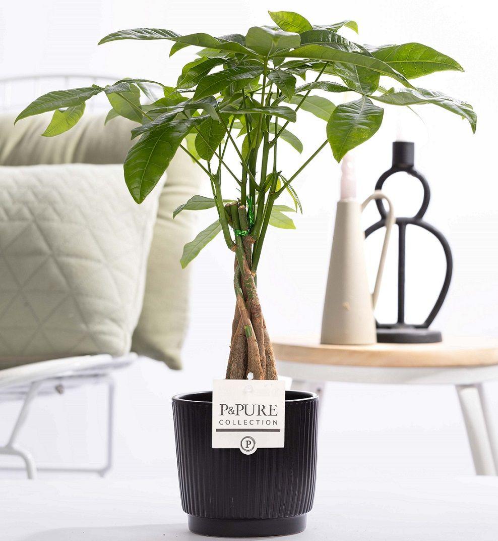 Pachira Aquatica u P&amp;PURE keramici Liv - Ø12cm - ↕45cm